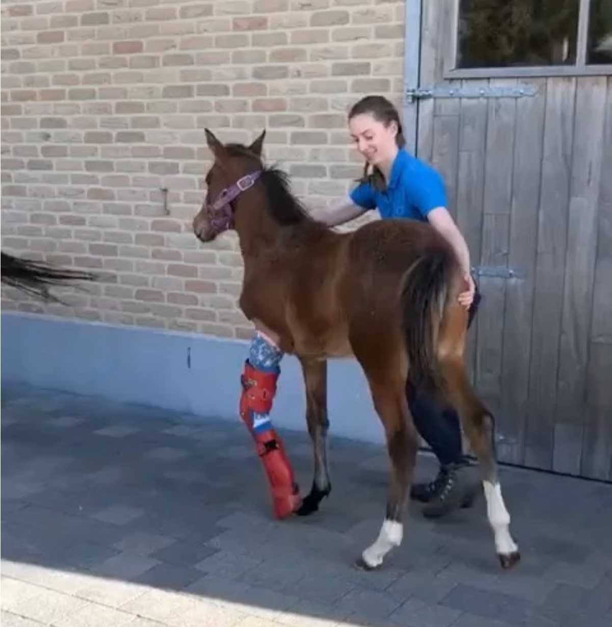 Poor foal trying to recover from a broken leg